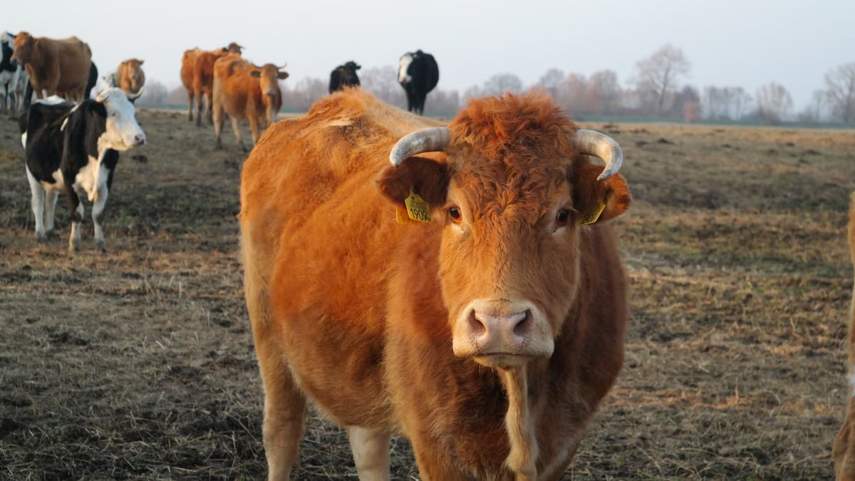 A herd of brown and black cattle grazing on a field during the day.